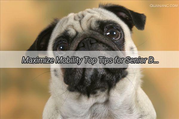 Maximize Mobility Top Tips for Senior Dogs CalciumRich Diets